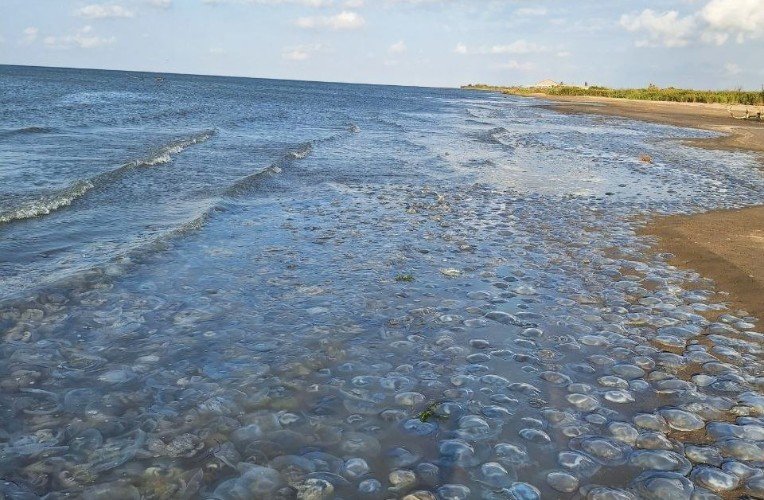 медузы заполонили берег моря