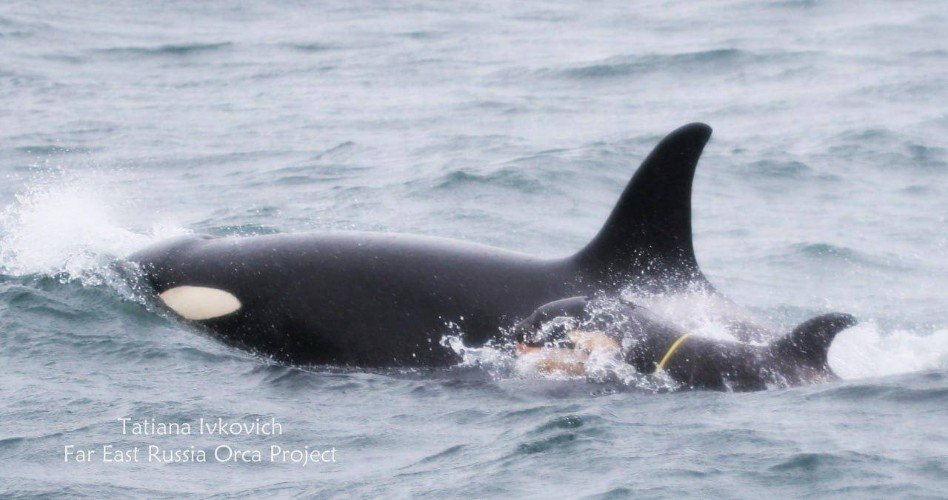 косатки плывут в море