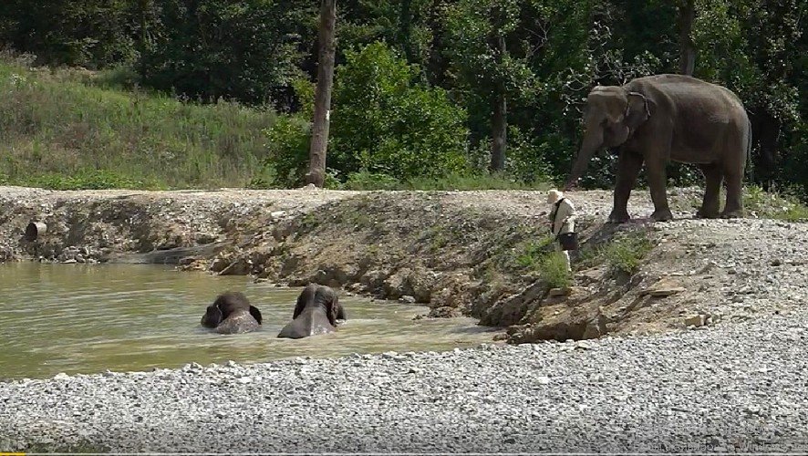 слоны купаются в луже