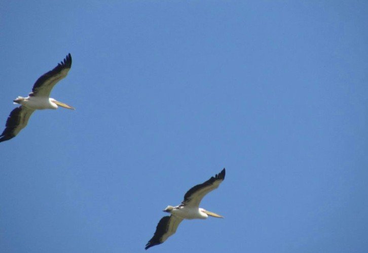 Пеликаны в полете