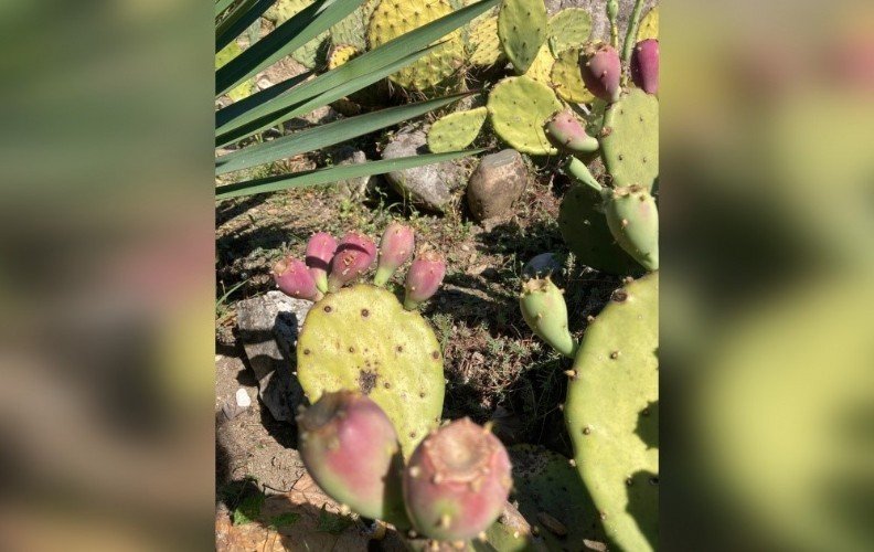 на кактусе распустились цветы