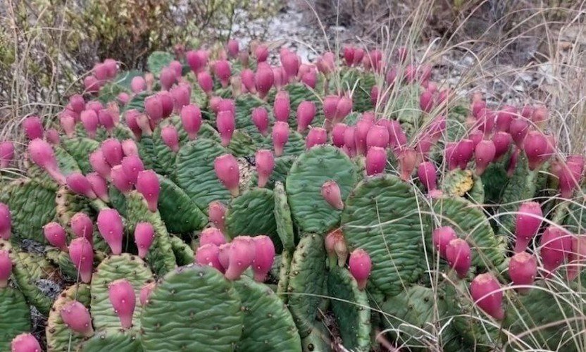 плоды на кактусах