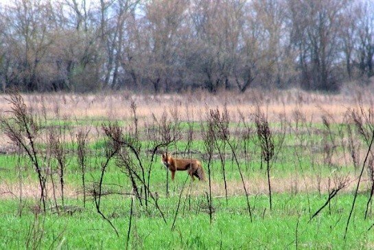 Лиса в одной из охраняемых природных территорий