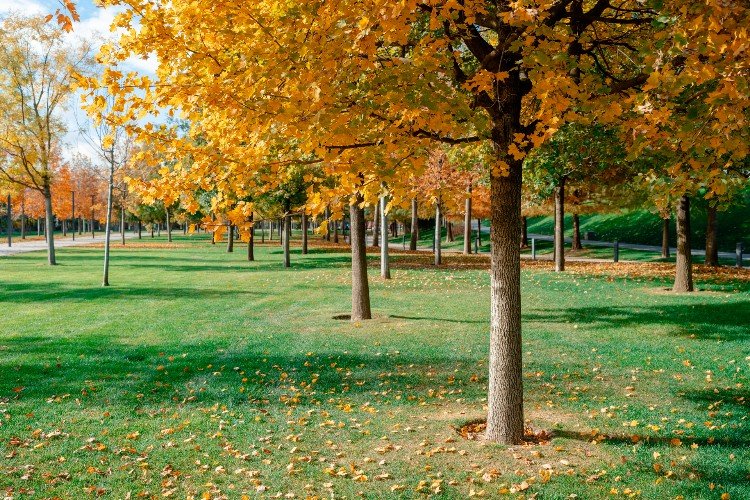 Солнечно, но ветрено: какой будет погода в начале недели на Кубани