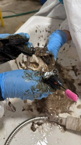 Птица в мазуте