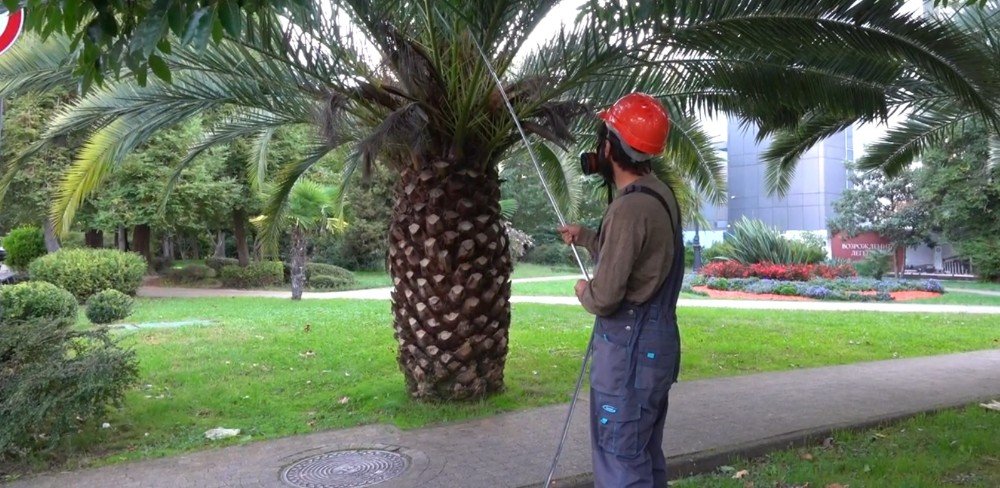 Проблема с душком: сельскохозяйственные вредители разбушевались в Сочи