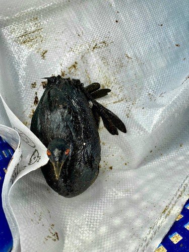 Птица в мазуте