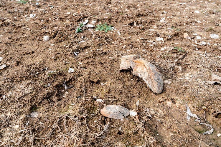 кости лежат на земле