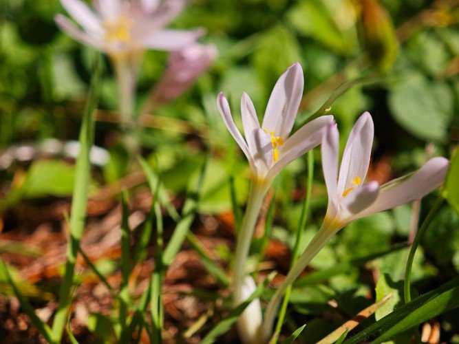 Сиренево-розовые бутоны украсили Сочинский Дендрарий в октябре