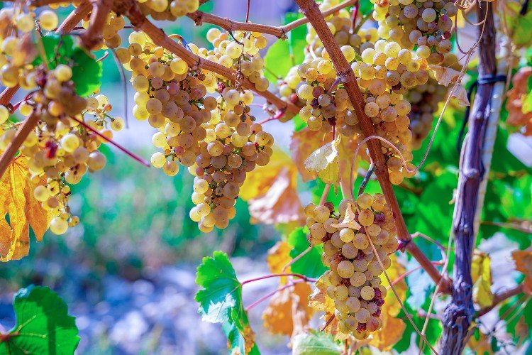 Вингорадные грозди