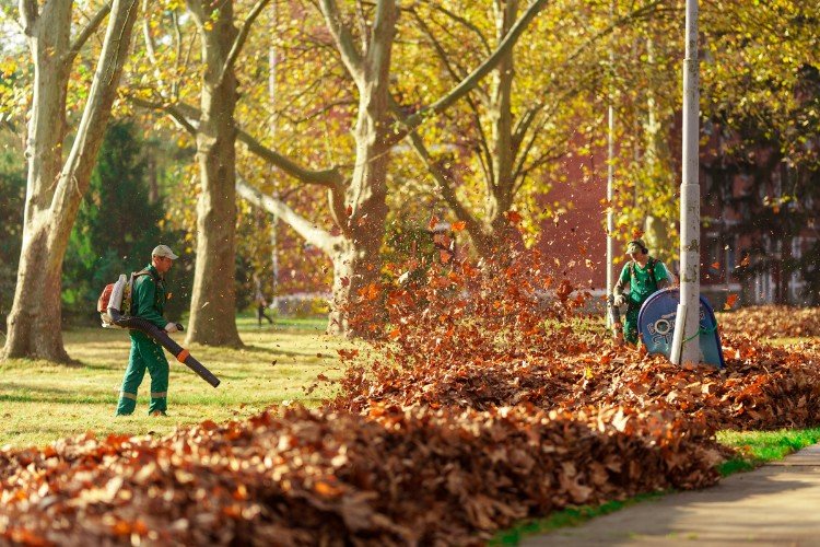 мужчины убирают листву