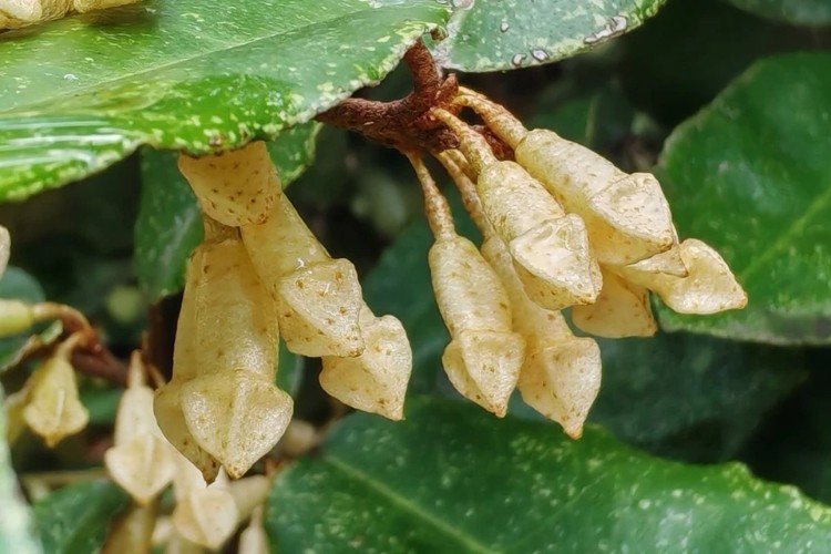 Лох колючий заметно преобразился в Сочи