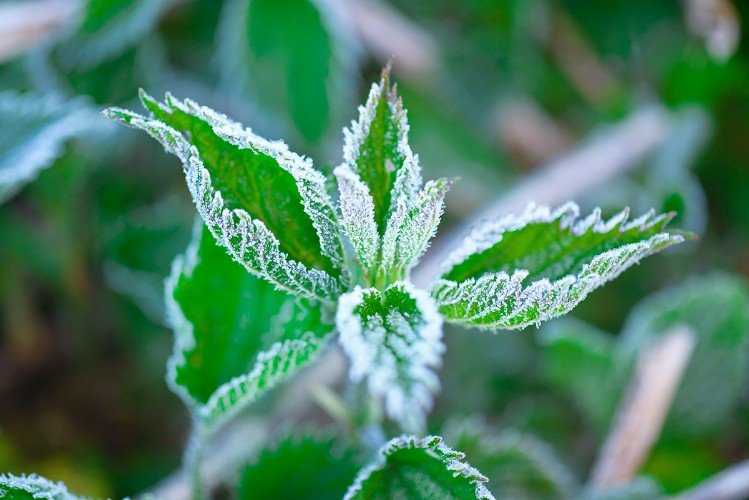 Первые заморозки обрушились на Краснодарский край