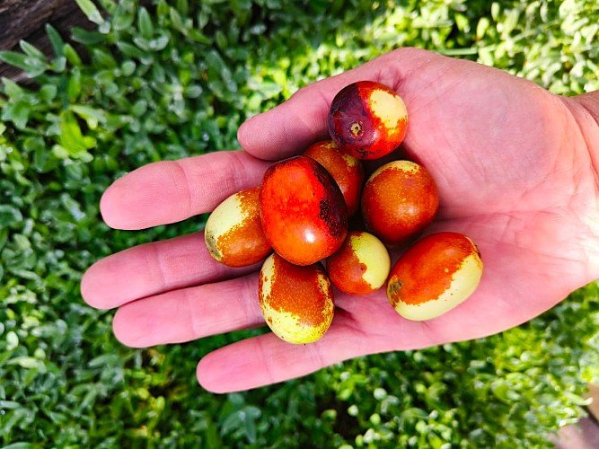 Плоды унаби лежат в ладонях