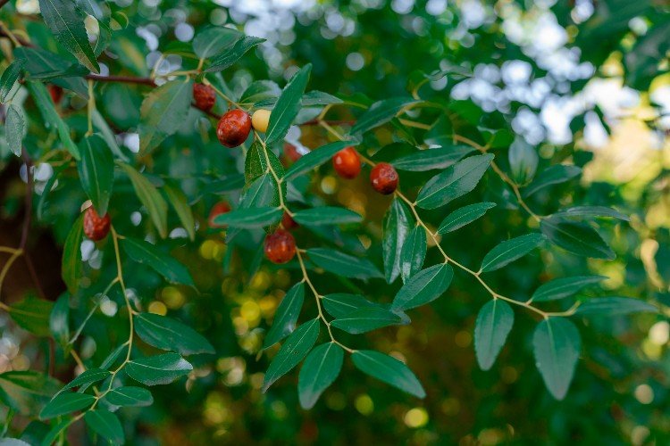 Плоды растут на дереве