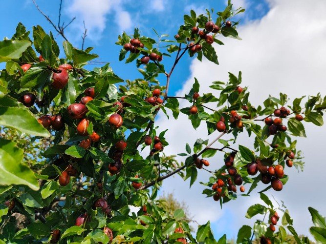 Унаби растет на дереве