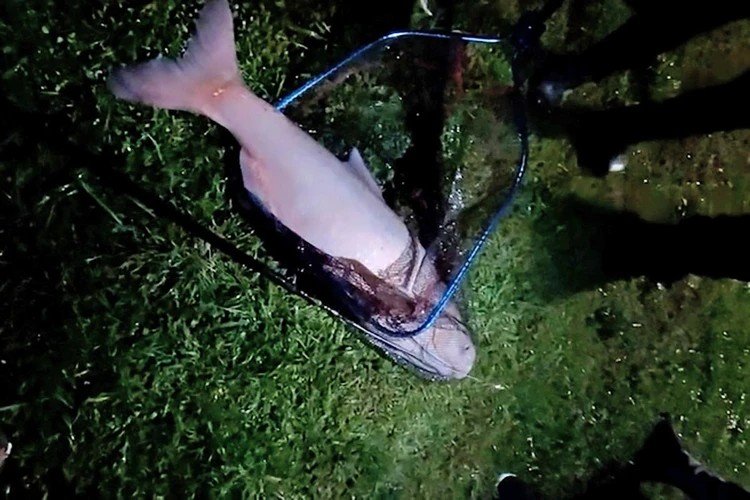 Рыбу-монстра поймал подросток из Славянска-на-Кубани