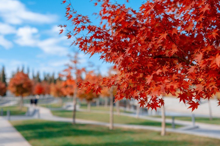 Кубань попала в зону тёплой погодной аномалии