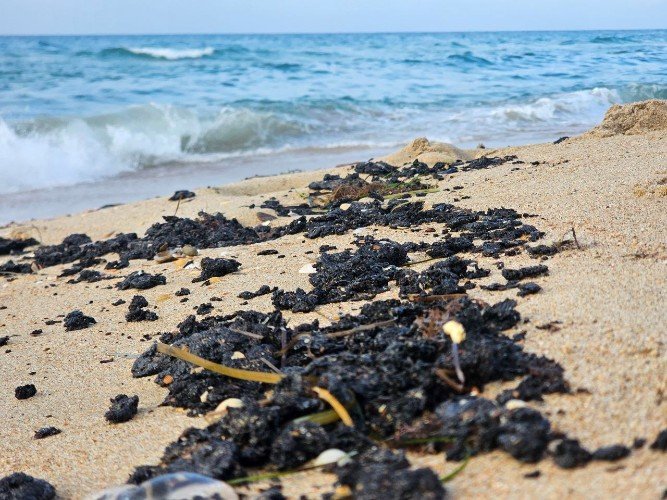 Прогноз оправдался. На пляжи Анапы вновь выбросило мазут