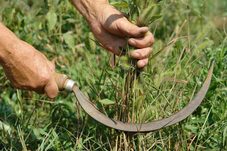 кто-то косит траву