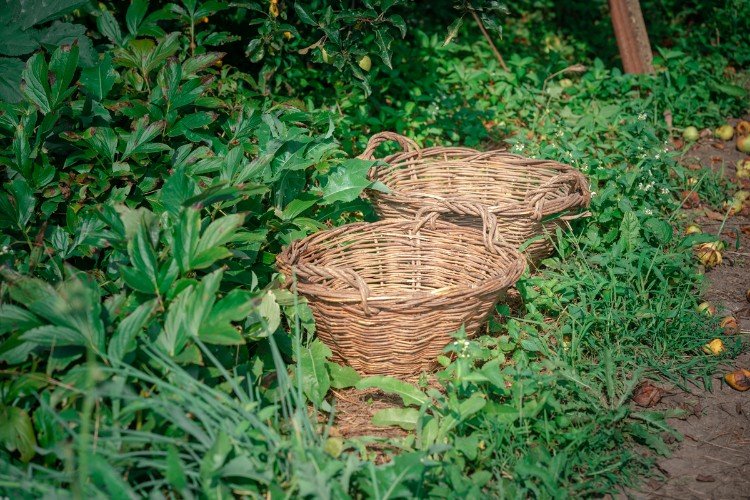 Корзины из лозы