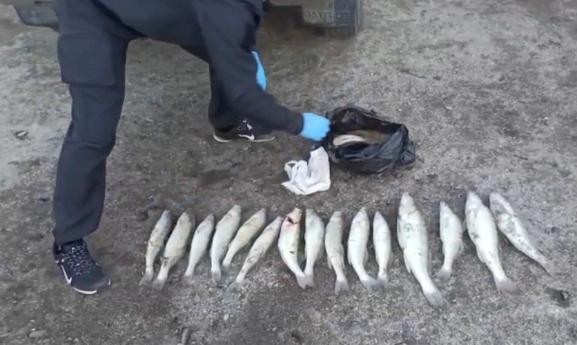 Браконьерский улов