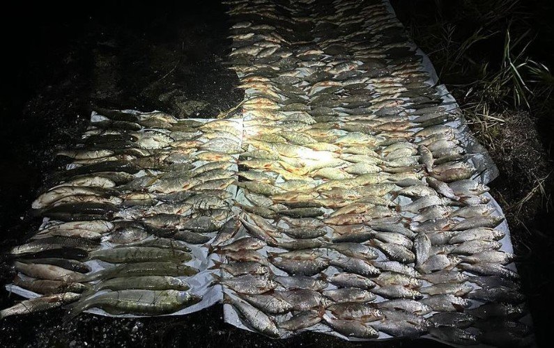 Незаконно выловленная рыба