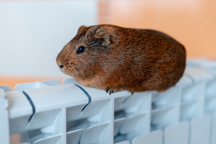 Свинка сидит на батарее