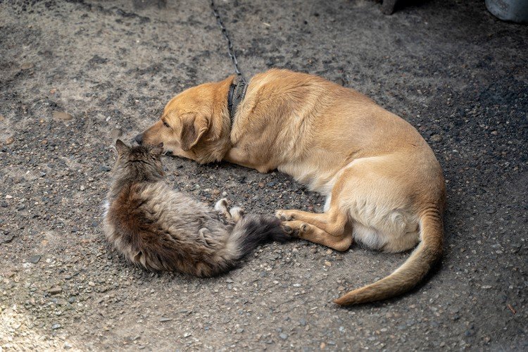 кошка и собака лежат на земле