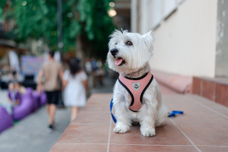 собака сидит на улице