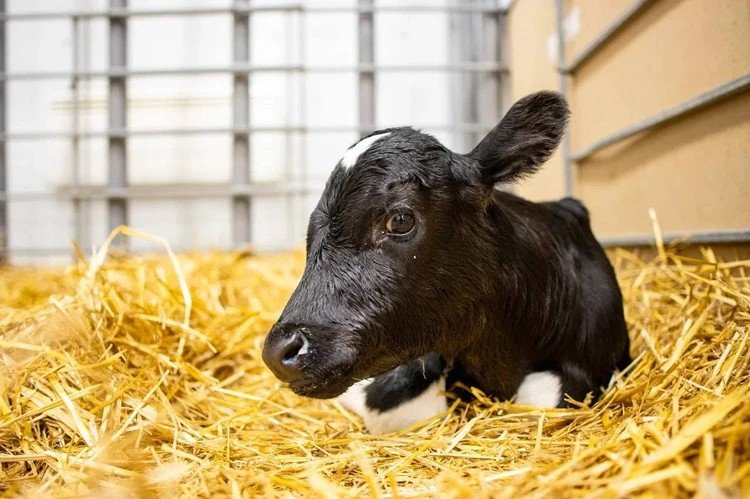 Клонированного теленка с нормальным весом вывели в Краснодарском крае