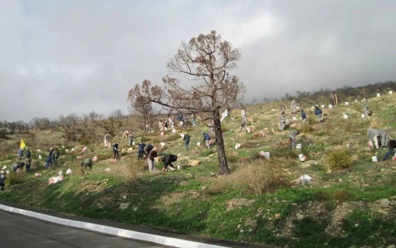 Пострадавший от лесного пожара заказник засаживают деревьями в Новороссийске