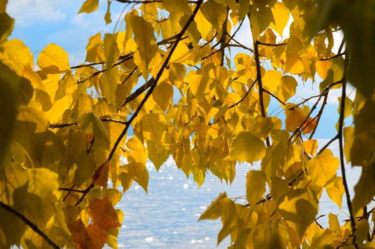 Синоптик Вильфанд: этот ноябрь может войти в десятку самых теплых в истории