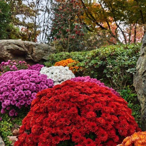 Зима наступила, а Краснодар до сих пор цветёт: в «Японском саду» распустились яркие хризантемы