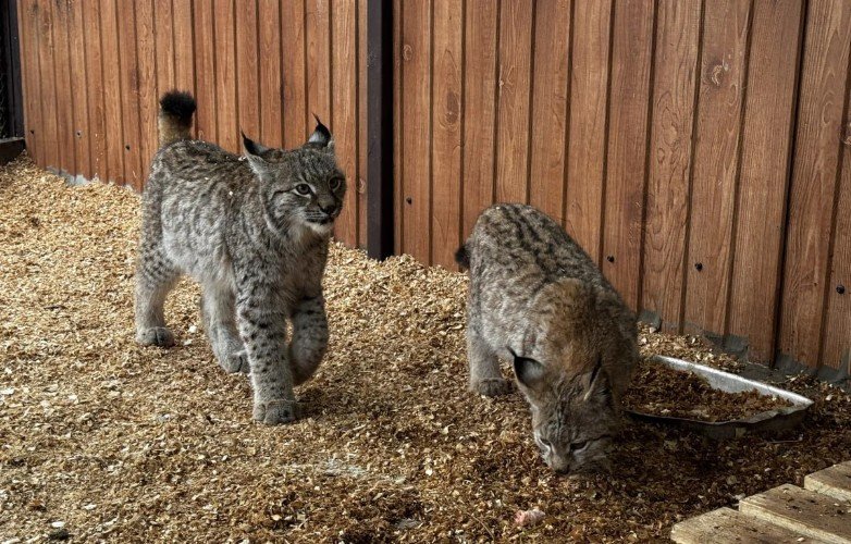 Двоих рысят принял вольерный комплекс «Лаура» в Сочи