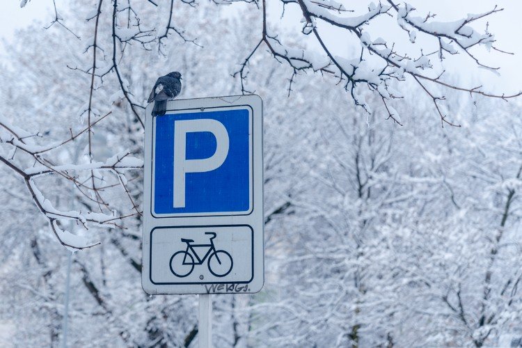 голубь сидит на дорожном знаке