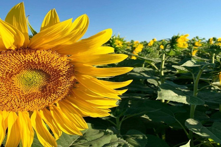 Цветок подсолнечника