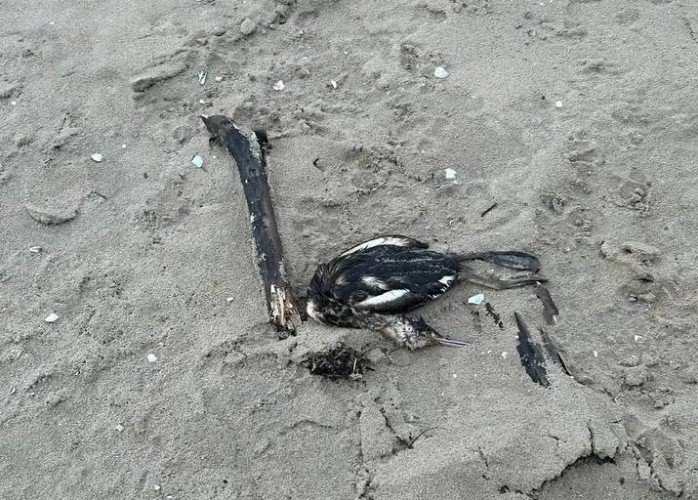 Мертвые птицы лежат в песке