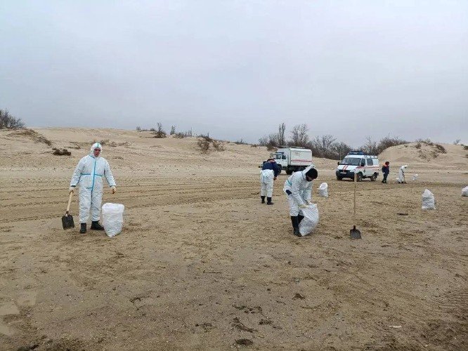 На пляжи Анапы вновь вышли волонтеры: откуда взялся мазут?