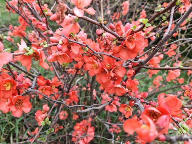 Японская айва зацвела раньше срока в Сочи