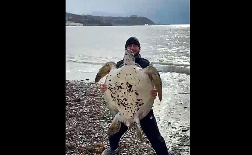 мужчина держит черепаху