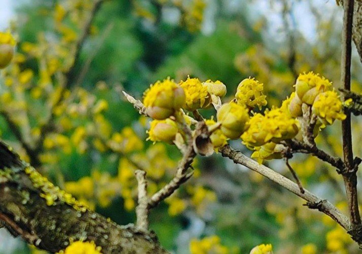 кизил расцвел