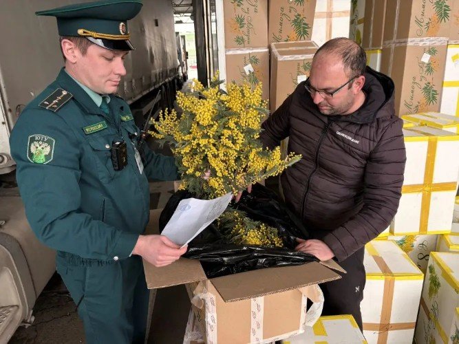 Абхазия наращивает поставки мимозы к 8 марта