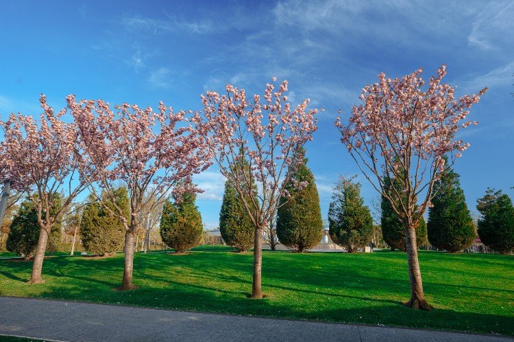 деревья цветут