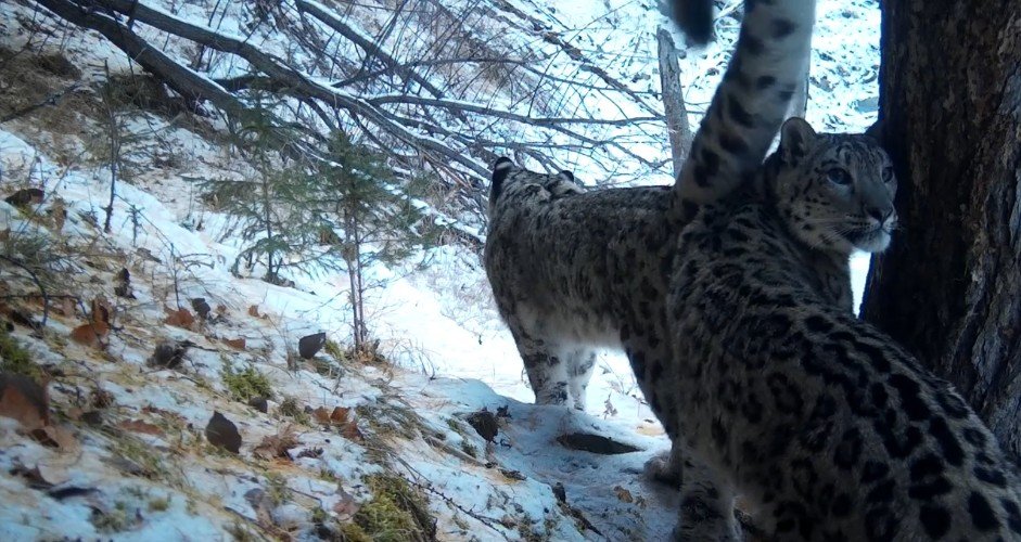 Президентский фонд природы поможет сохранению лесных экосистем и редких животных