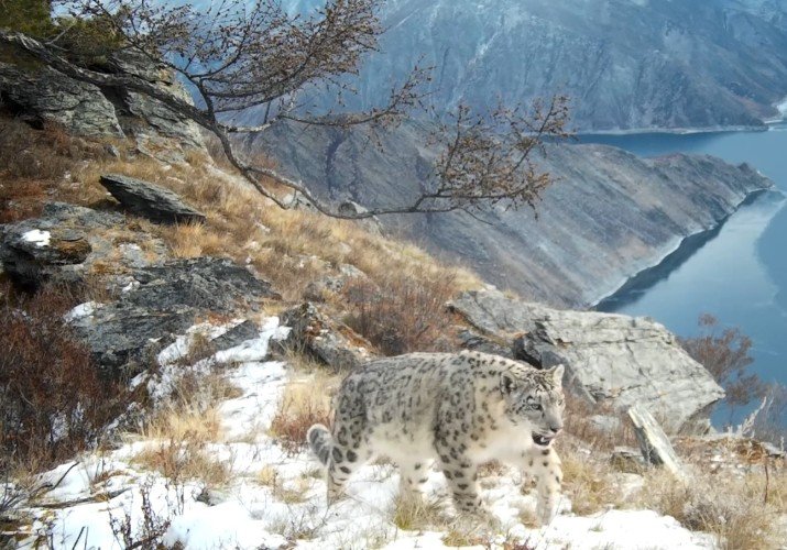 Снежный барс