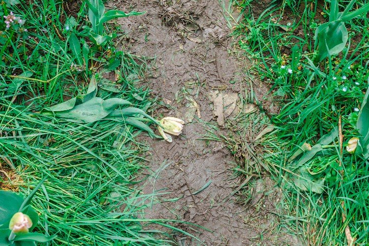 тюльпан затоптали