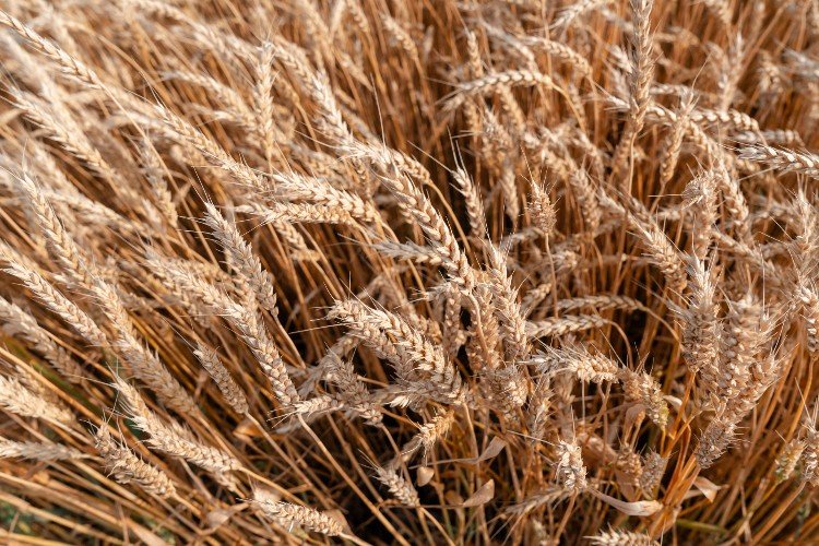 Морской экспорт зерна через Кубань взлетел на 56%