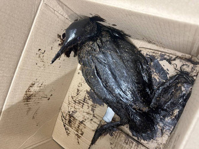 птица в мазуте сидит в коробке