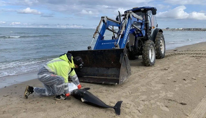 человек убирает дельфина